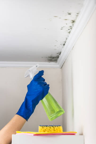 Why You Should Choose Our Mold Remediation Services in Wabasso, FL